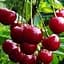Саджанець Agro-Market Вишня Шпанка NEW (47076) 1 шт. в упаковці - мініатюра 1