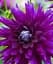 Бульба Agro-Market Жоржина Purple Gem 1 шт. в упаковці (49601) - мініатюра 1