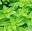 Саджанець Agro-Market М'ята Дюшес Mint Pear (51882) (Корневище) 1 шт. в упаковці - мініатюра 1