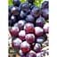 Саженец Agro-Market Виноград Рошфор (ранний срок созревания, имеет хорошую стойкость к заболеваниям) 1 шт. в упаковке (20050) - миниатюра 1