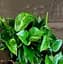 Саджанець Agro-Market Епіпремнум Aureum (50374) 1 шт. в упаковці (комнатный) - мініатюра 1