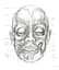 Anatomy for the Artist - миниатюра 3