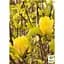 Саженец Agro-Market Магнолия привита 4-летняя бруклинская Yellow Bird (высота 40-50 см) (146260) 1 шт. в упаковке - миниатюра 2