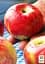 Саженец Agro-Market Яблоня Хоней Крисп (зимний сорт, поздний срок созревания) 1 шт. в упаковке (23461) - миниатюра 4