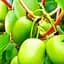 Саджанець Agro-Market Актинідія Віті Ківі самозапильна (Міні-ківі, самоплідний сорт, середній термін дозрівання) 1 саджанець (177069) - мініатюра 1
