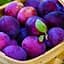 Саженец Agro-Market Слива Кишиневская ранняя (летний сорт, ранний срок созревания) (45357) 1 шт. в упаковке - миниатюра 1