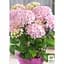 Саженец Agro-Market Гортензия крупнолистная 2-х летняя Pink Flamingo высота саженца 25-45 см (183490) 1 шт. в упаковке - миниатюра 2