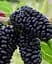 Саженец Agro-Market Шелковица крупноплодная Шелли (летний сорт, ранний срок созревания) (25938) 1 шт. в упаковке - миниатюра 3