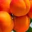 Саженец Agro-Market Абрикос NJA 19 (летний сорт, средний срок созревания) (39858) 1 шт. в упаковке - миниатюра 1