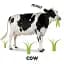 Baby Touch and Feel. Farm Animals - миниатюра 2
