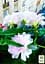 Саженец Agro-Market Калистегия махровая кудрявая (Calystegia hederacea Flore Pleno) (52695) - миниатюра 2
