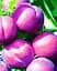 Саженец Agro-Market Слива Венгерка (поздний срок созревания) (36759) 1 шт. в упаковке - миниатюра 2