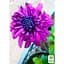 Саженец Agro-Market Остеоспермум махровый Purple Star (контейнер №10 высота 10-20 см) (47982) 1 шт. - миниатюра 2