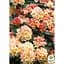 Саженец Agro-Market Рододендрон Golden Torch (49189) 1 шт. в упаковке - миниатюра 3