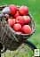 Саженец Agro-Market Яблоня колоновидная Пионер (летний сорт, поздний срок созревания) 1 шт. в упаковке (25940) - миниатюра 3