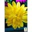 Саженец Agro-Market Остеоспермум махровый Gold Star (контейнер №10 высота 10-20 см) (47983) 1 шт. в упаковке - миниатюра 2