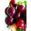 Саженец Agro-Market Крыжовник Шенон (средне-раннего срока созревания) 1 шт. в упаковке (46240) - миниатюра 1