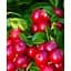 Саженец Agro-Market Клюква розово-красная Румба (Rumba) (премиальный высокоурожайный сорт, поливитаминная) 1 саженец (48170) - миниатюра 1
