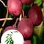 Саженец Agro-Market Актинидия Скарлет Септембер (мини-киви, морозостойкий сорт, ранний срок созревания) (43957) 1 шт. в упаковке - миниатюра 6
