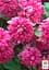 Саджанець Agro-Market Клематис Purpurea plena elegans (16172) - мініатюра 2