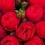 Роза английская Agro-Market Red Piano саженец класса АА+ высший сорт 1 шт. в упаковке (52261) - миниатюра 1
