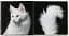 Feline - миниатюра 3
