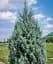 Саджанець Agro-Market Кипарис Аризонський 8-річний (Cupressus arizonica) висота 180-200 см 1 шт. в упаковці (101632) - мініатюра 1