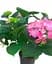 Гортензия Agro-Market Rosita Hydrangea macrophylla цветущая крупнолистная вазон С15 1 саженец в упаковке - миниатюра 2