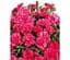 Саженец Agro-Market Гвоздика Махрова Sunflor Allura (контейнер №10 высота 10 см) (50330) 1 шт. в упаковке - миниатюра 1