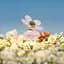 Туалетна вода Marc Jacobs Daisy Love So Sweet 30 мл - мініатюра 5