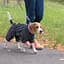 Комбінезон Pet Fashion RAIN для собак сірий L - мініатюра 4
