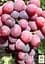 Саджанець Agro-Market Виноград Фаетон (соковита, щільна м'якоть, велика гроздь 800-1200 гр) 1 шт. в пакуванні (80249) - мініатюра 2