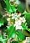 Саженец Agro-Market Падуб остролистный (Ilex aquifolium) вазон Р9 (178885) - миниатюра 7