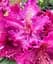 Саженец Agro-Market Рододендрон на штамбе цветущий 3-х летний Pink Lace (40-60 см) (53383) из Нидерландов 1 шт. в упаковке - миниатюра 1