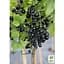 Саженец Agro-Market Смородина на штамбе Black ball вазон С2 (184310) 1 шт. (комнатный) - миниатюра 4