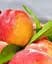 Саджанець Agro-Market Нектарин Бурштиновий (лисий персик) (40029) 1 шт. в упаковці - мініатюра 2