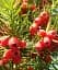 Саджанець Agro-Market Тис ягідний Taxus baccata Summergold 1 шт. в упаковці (50882) - мініатюра 1