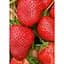 Саджанець Agro-Market Полуниця Мальвіна (Malwina) 5шт (пізній термін дозрівання) (19926) - мініатюра 4