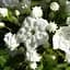Кальмія latifolia "Alabaster" (186707) 1 саженец - мініатюра 1