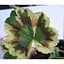 Саджанець Agro-Market Пеларгонія пестролиста Mrs Pollock (контейнер № 10 висота 10-20 см) (49117) 1 шт. в упаковці - мініатюра 4