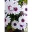 Саженец Agro-Market Остеоспермум Soprano white (контейнер №10 высота 10-20 см) (47981) 1 шт. в упаковке - миниатюра 2