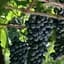 Саджанець Agro-Market Виноград Дорнфельдер (винний сорт з тонким ароматом фруктів) (50837) 1 шт. в пакуванні - мініатюра 1