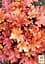 Саджанець Agro-Market Гейхера (Heuchera) Peach Flambe (181407) - мініатюра 2