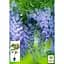 Саженец Agro-Market Глициния 3-х летняя китайская Блу сапфир (Wisteria chinensis Blue Sapphire) С2 (57024) 1 шт. в упаковке - миниатюра 5