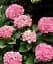 Гортензия Agro-Market Pink wonder крупнолистная розовая 1 саженец в упаковке (44820) - миниатюра 2