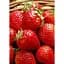 Саджанець Agro-Market Полуниця Спокуса 5шт (ремонтантний сорт один з кращих, ранній термін дозрівання) (44703) - мініатюра 1