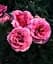 Гвоздика Agro-Market Махровая Oscar Pink and Purple контейнер № 10 высота 10 см 1 саженец в упаковке - миниатюра 1