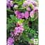 Саженец Agro-Market Акация Робиния розовая (48852) - миниатюра 4