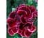 Саженец Agro-Market Пеларгония Королевская Aristo Red Beauty (контейнер №10 высота 10-20 см) (49114) 1 шт. в упаковке - миниатюра 1