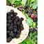 Саженец Agro-Market Ежевика ранняя Натчез (Natchez) 1 шт. в упаковке (21304) - миниатюра 2
